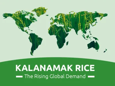 The Rising Global Demand for Kalanamak Rice