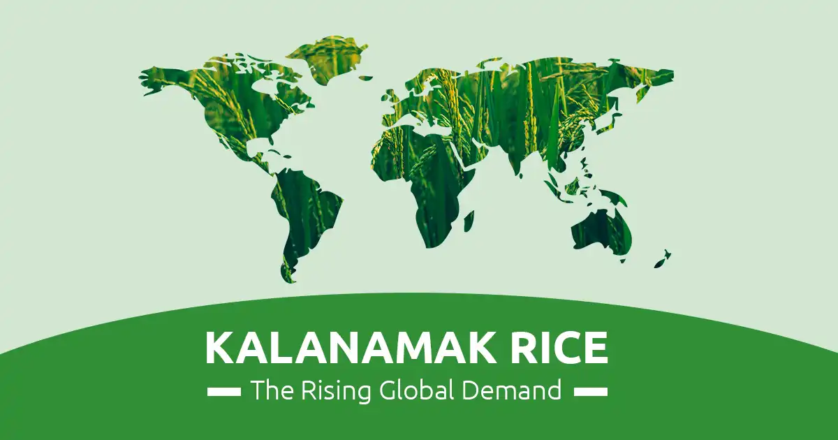 The Rising Global Demand for Kalanamak Rice